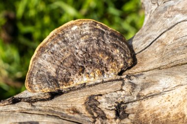 Brezilya 'da ormanda düşen bir kütükte mantar yetişiyor.