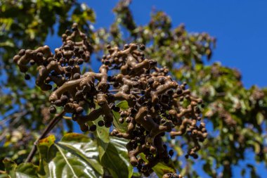Japon üzüm ağacı veya Japon üzümü, Hovenia dulcis Brezilya 'da bir çiftlikte meyvelerle dolu.
