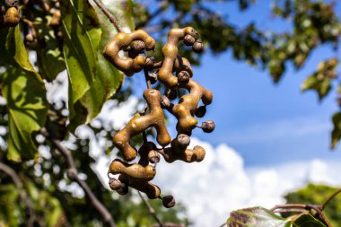 Japon üzüm ağacı veya Japon üzümü, Hovenia dulcis Brezilya 'da bir çiftlikte meyvelerle dolu.