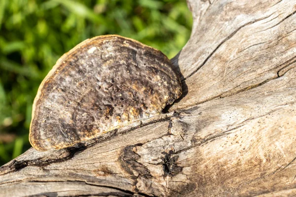 在巴西的森林里 野蘑菇长在一根倒下的木头上 — 图库照片