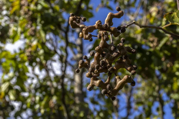 Japon Üzüm Ağacı Veya Japon Üzümü Hovenia Dulcis Brezilya Bir — Stok fotoğraf
