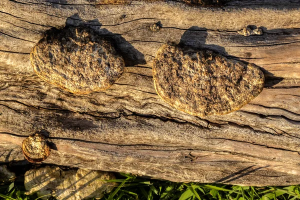 在巴西的森林里 野蘑菇长在一根倒下的木头上 — 图库照片