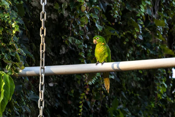 Maritacas Perroquets Brésiliens Débarqués Sur Jardin Une Maison Rurale Brésil — Photo
