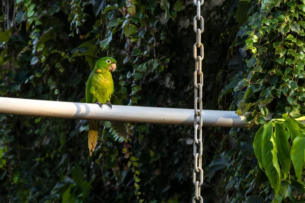 Maritacas Veya Brezilya Papağanları Brezilya Bir Kırsal Evin Bahçesine Indi — Stok fotoğraf