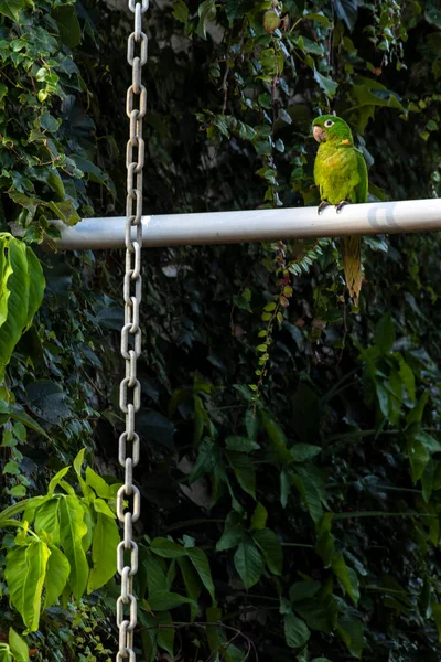 Maritacas Papagaios Brasileiros Desembarcaram Jardim Uma Casa Rural Brasil — Fotografia de Stock