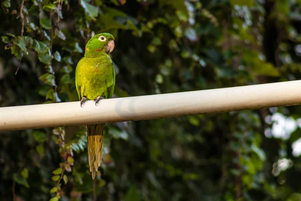 Maritacas Veya Brezilya Papağanları Brezilya Bir Kırsal Evin Bahçesine Indi — Stok fotoğraf