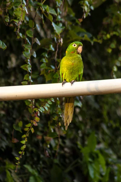 Maritacas Oder Brasilianische Papageien Landeten Garten Eines Landhauses Brasilien — Stockfoto