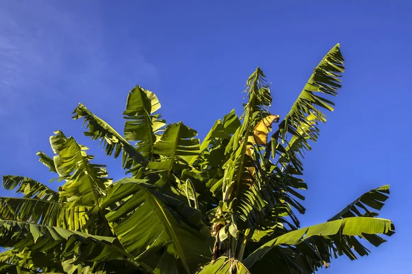 Banánfa Levelek Kék Háttér Brazíliában — Stock Fotó