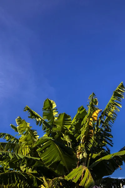 Bananeira Deixa Com Fundo Azul Céu Brasil — Fotografia de Stock
