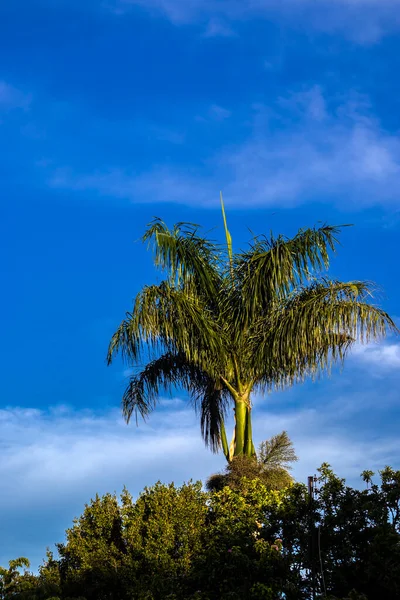 Coconut tree (Cocos Nucifera) with blue sky in Brazil
