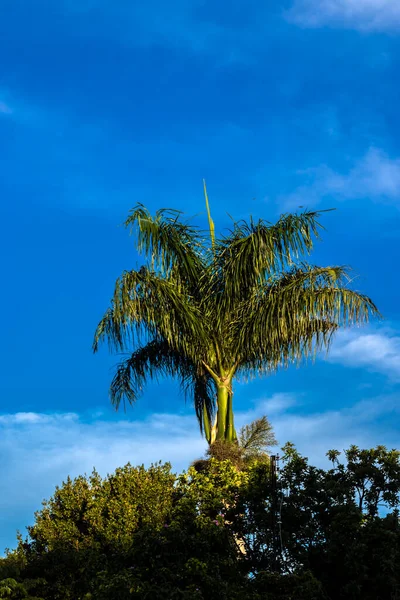 Kókuszfa Cocos Nucifera Kék Égbolttal Brazíliában — Stock Fotó