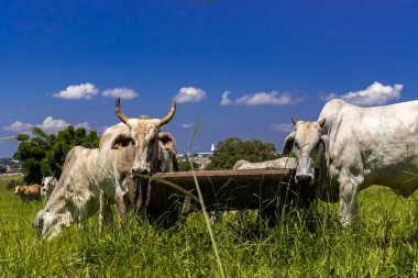 Brezilya 'da bir sığır çiftliğinin çayır bölgesinde zebu Nellore hayvanları sürüsü.