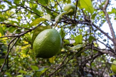 Brezilya 'nın kırsal kesimindeki bir çiftlikte yetişmemiş Sicilya limonu (Citrus limon) meyvelerinin ayrıntıları