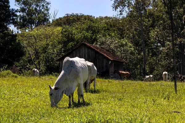 Rebaño Animales Zebú Nellore Una Zona Pastoreo Una Granja Ganado — Foto de Stock