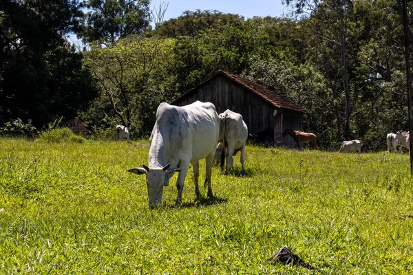 Rebaño Animales Zebú Nellore Una Zona Pastoreo Una Granja Ganado — Foto de Stock