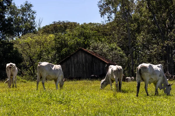 Brezilya Bir Sığır Çiftliğinin Çayır Bölgesinde Zebu Nellore Hayvanları Sürüsü — Stok fotoğraf