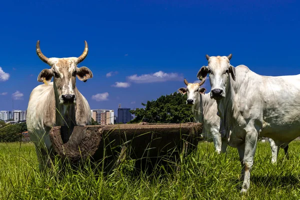 Stock image Herd of zebu Nellore animals in a pasture area of a beef cattle farm in Brazil