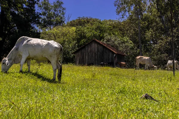 Stado Zwierząt Zebu Nellore Pastwisku Hodowli Bydła Wołowego Brazylii — Zdjęcie stockowe