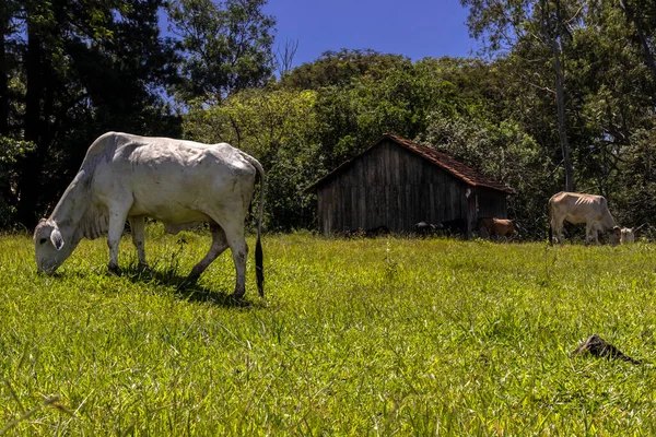 Stádo Zvířat Rodu Zebu Nellore Pastvinách Brazilské Farmě Hovězím Dobytkem — Stock fotografie
