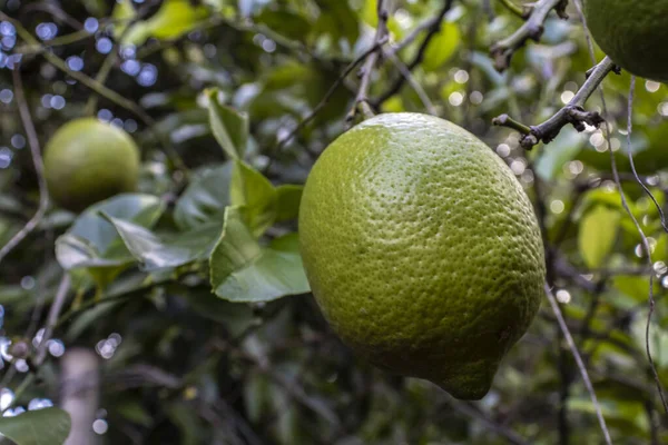 Detalj Fortfarande Omogna Frukterna Siciliansk Citron Citrus Limon Fruktträdgården Gård — Stockfoto