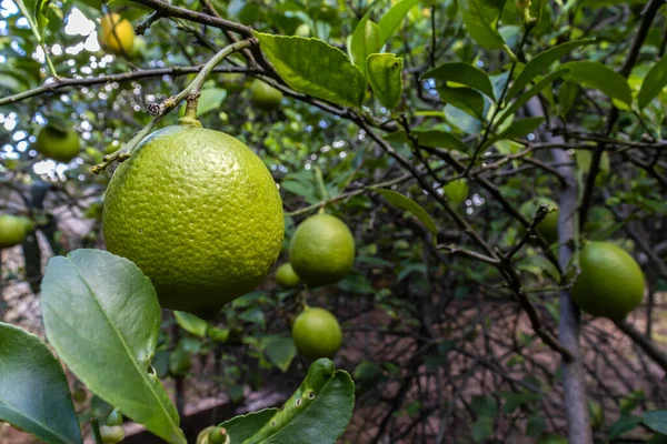 Detalhe Dos Frutos Ainda Não Maduros Limão Siciliano Citrus Limon — Fotografia de Stock
