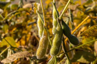 Taze soya tarlasıyla kırsal alan. Brezilya 'daki soya tarlası..