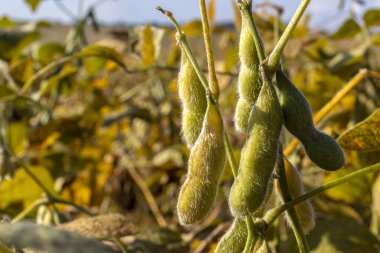 Taze soya tarlasıyla kırsal alan. Brezilya 'daki soya tarlası..