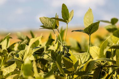 Taze soya tarlasıyla kırsal alan. Brezilya 'daki soya tarlası..