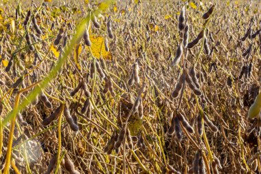 Taze soya tarlasıyla kırsal alan. Brezilya 'daki soya tarlası..