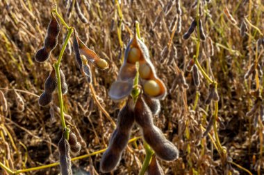 Taze soya tarlasıyla kırsal alan. Brezilya 'daki soya tarlası..