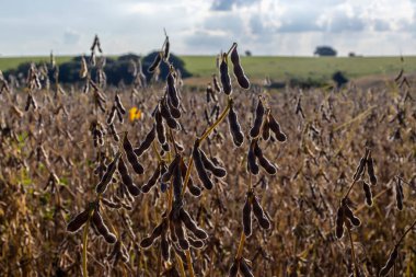 Taze soya tarlasıyla kırsal alan. Brezilya 'daki soya tarlası..