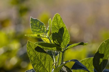 Taze soya tarlasıyla kırsal alan. Brezilya 'daki soya tarlası..