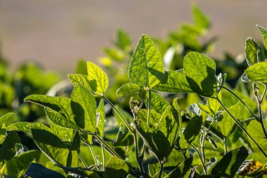 Taze soya tarlasıyla kırsal alan. Brezilya 'daki soya tarlası..