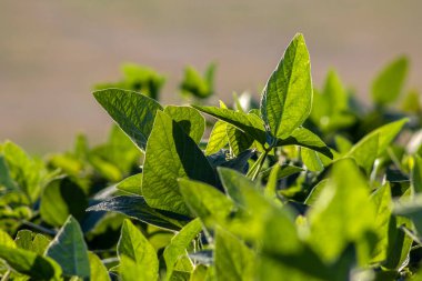 Taze soya tarlasıyla kırsal alan. Brezilya 'daki soya tarlası..