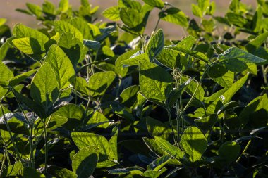 Taze soya tarlasıyla kırsal alan. Brezilya 'daki soya tarlası..
