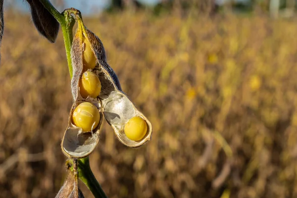 stock image Rural landscape with fresh soy field. Soybean field, in Brazil.