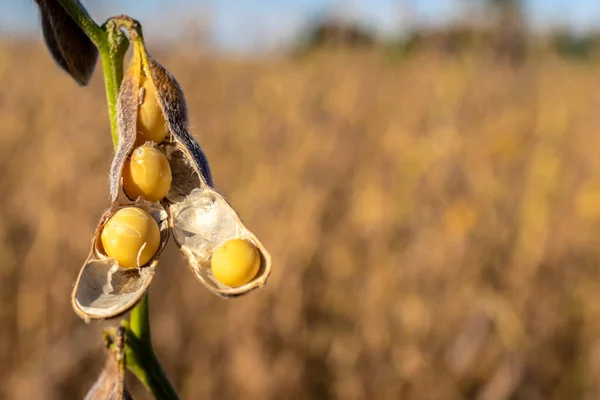 stock image Rural landscape with fresh soy field. Soybean field, in Brazil.