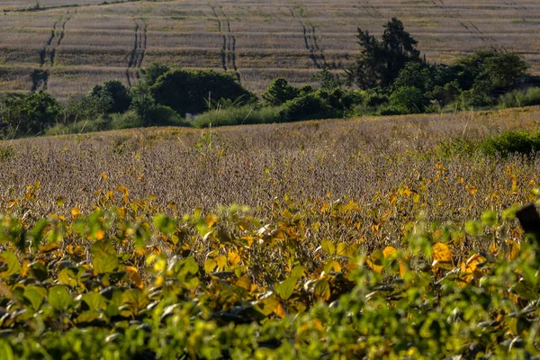 Rural landscape with fresh soy field. Soybean field, in Brazil.