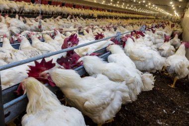 Brezilya 'daki kümes hayvanları çiftliğinin üreme bölgesinde et için horoz ve tavuk yetiştiriyorlar. Brezilya kümes hayvanları üretimi dünyanın en saygı duyulan kümes hayvanları endüstrisidir..