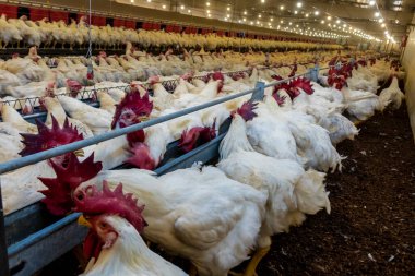 Brezilya 'daki kümes hayvanları çiftliğinin üreme bölgesinde et için horoz ve tavuk yetiştiriyorlar. Brezilya kümes hayvanları üretimi dünyanın en saygı duyulan kümes hayvanları endüstrisidir..