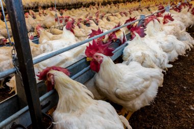 Brezilya 'daki kümes hayvanları çiftliğinin üreme bölgesinde et için horoz ve tavuk yetiştiriyorlar. Brezilya kümes hayvanları üretimi dünyanın en saygı duyulan kümes hayvanları endüstrisidir..