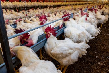 Brezilya 'daki kümes hayvanları çiftliğinin üreme bölgesinde et için horoz ve tavuk yetiştiriyorlar. Brezilya kümes hayvanları üretimi dünyanın en saygı duyulan kümes hayvanları endüstrisidir..