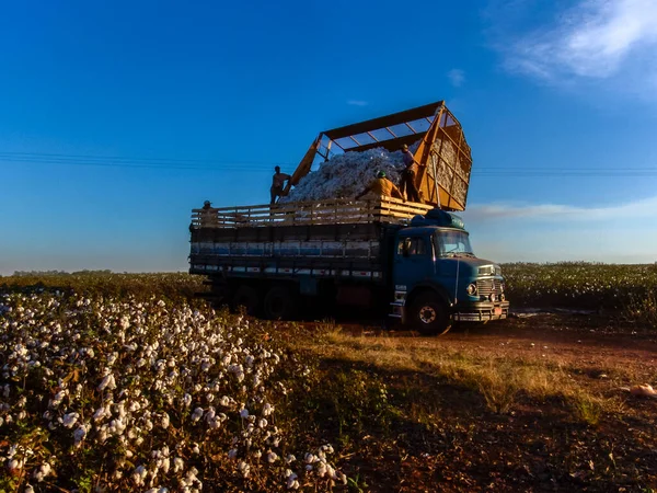 Sao Paulo Brazil May 2005 Cotton Harvester Dumps Product Truck — Stock Photo, Image