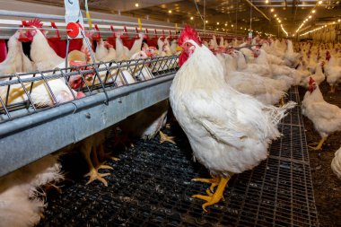 Brezilya 'daki kümes hayvanları çiftliğinin üreme bölgesinde et için horoz ve tavuk yetiştiriyorlar. Brezilya kümes hayvanları üretimi dünyanın en saygı duyulan kümes hayvanları endüstrisidir..