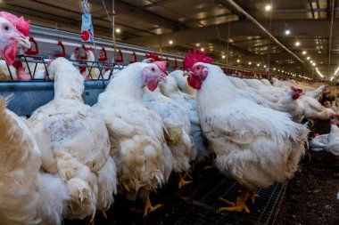 Brezilya 'daki kümes hayvanları çiftliğinin üreme bölgesinde et için horoz ve tavuk yetiştiriyorlar. Brezilya kümes hayvanları üretimi dünyanın en saygı duyulan kümes hayvanları endüstrisidir..