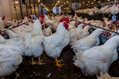 Brezilya 'daki kümes hayvanları çiftliğinin üreme bölgesinde et için horoz ve tavuk yetiştiriyorlar. Brezilya kümes hayvanları üretimi dünyanın en saygı duyulan kümes hayvanları endüstrisidir..