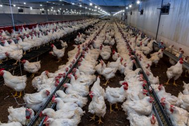 Brezilya 'daki kümes hayvanları çiftliğinin üreme bölgesinde et için horoz ve tavuk yetiştiriyorlar. Brezilya kümes hayvanları üretimi dünyanın en saygı duyulan kümes hayvanları endüstrisidir..