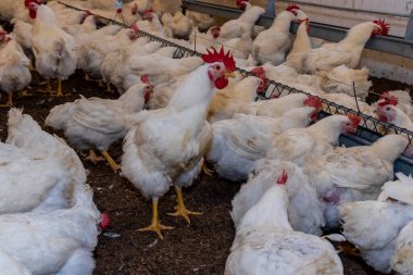 Brezilya 'daki kümes hayvanları çiftliğinin üreme bölgesinde et için horoz ve tavuk yetiştiriyorlar. Brezilya kümes hayvanları üretimi dünyanın en saygı duyulan kümes hayvanları endüstrisidir..