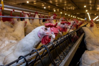 Breeding roosters and hens for meat feed inside the breeding area of a poultry farm, in Brazil. Brazilian poultry production is one of the most respected poultry industries in the world. clipart