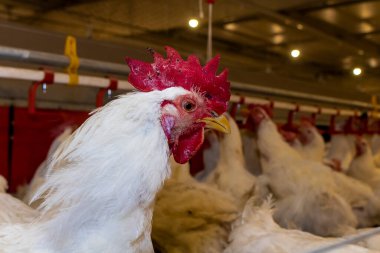 Brezilya 'daki kümes hayvanları çiftliğinin üreme bölgesinde et için horoz ve tavuk yetiştiriyorlar. Brezilya kümes hayvanları üretimi dünyanın en saygı duyulan kümes hayvanları endüstrisidir..